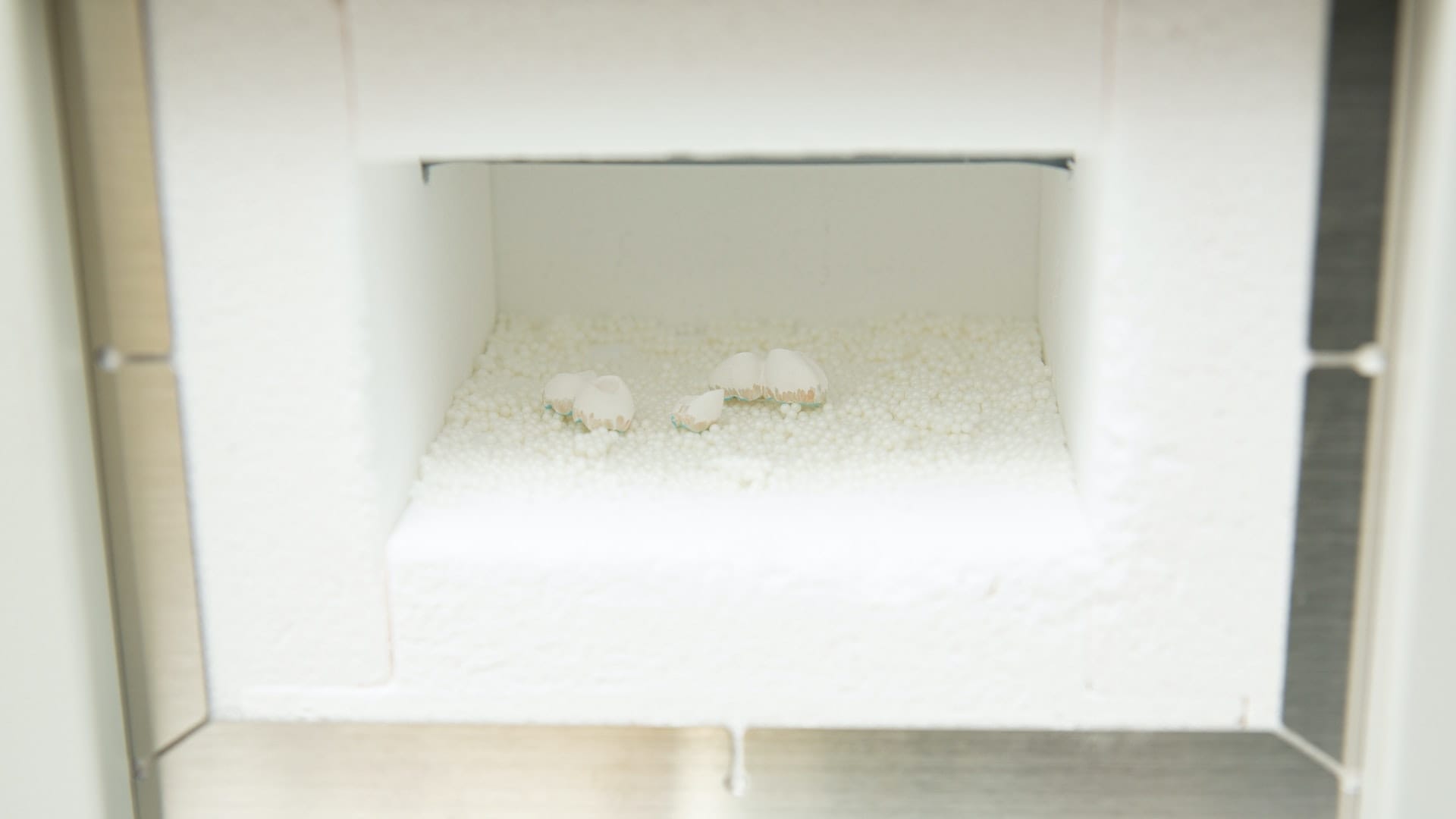 Dientes de muestra para prótesis